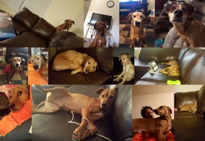 Photo collage of Nikalai Juniper Bryant. A brownish red, mixed breed dog.