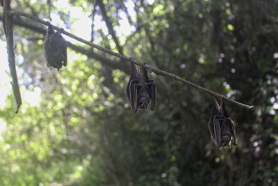 vampire bats hanging from branch.